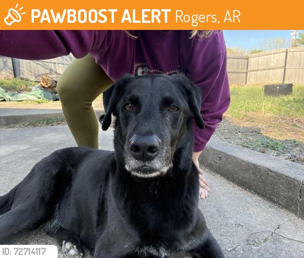 Found/Stray Male Dog last seen Martial arts gym , Rogers, AR 72756