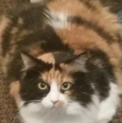 Lost Female Cat last seen In retreat at champions Landing Neighbourhood, Houston, TX 77069