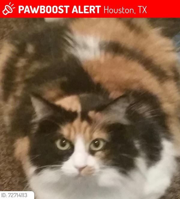Lost Female Cat last seen In retreat at champions Landing Neighbourhood, Houston, TX 77069