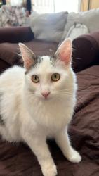 Lost Female Cat last seen Euclide ave, San Diego, CA 92114
