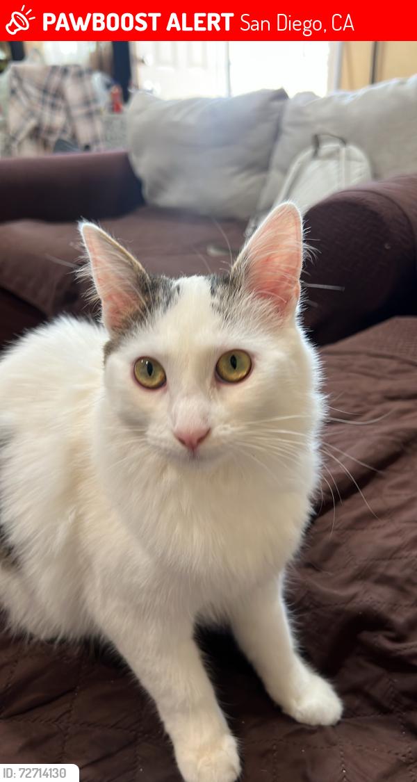 Lost Female Cat last seen Euclide ave, San Diego, CA 92114