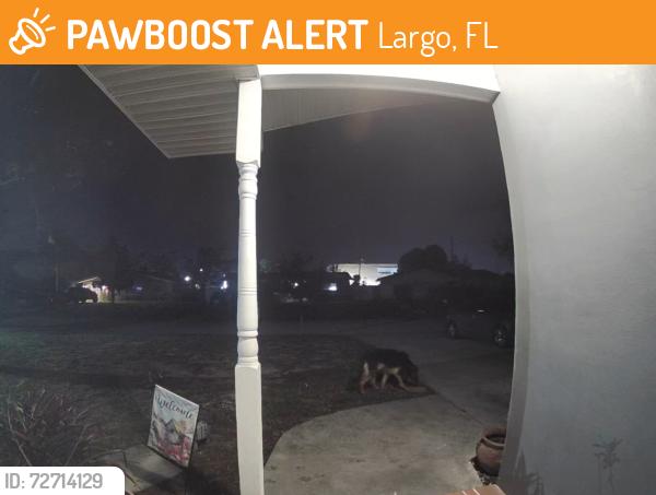 Found/Stray Unknown Dog last seen Sharon Dr, Largo, FL 33774, Largo, FL 33774