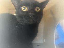 Shelter Stray Unknown Cat last seen Near BLOCK CASON TRL, Murfreesboro, TN 37129