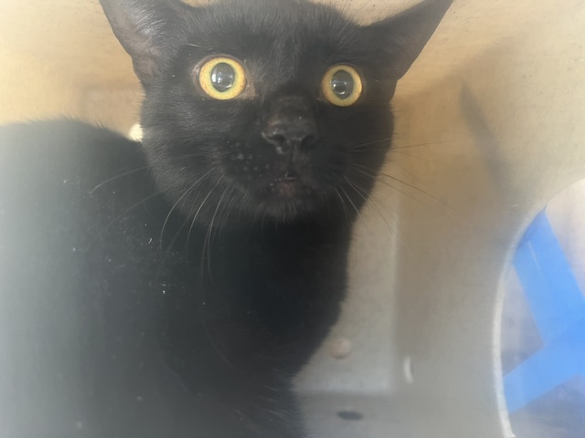 Shelter Stray Unknown Cat last seen Near BLOCK CASON TRL, 285 John R Rice Blvd, Murfreesboro, TN 37129, USA
