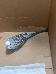 Found/Stray Unknown Bird last seen Near Ruby Hill, Denver, CO 80219