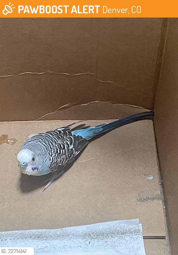 Found/Stray Unknown Bird last seen Near Ruby Hill, Denver, CO 80219