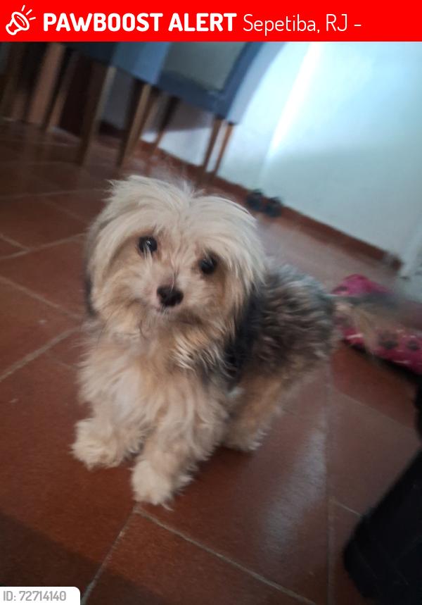 Lost Female Dog last seen Rua joeli , Sepetiba, RJ 23535-064