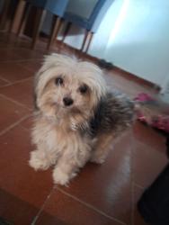Lost Female Dog last seen Rua joeli , Sepetiba, RJ 23535-064