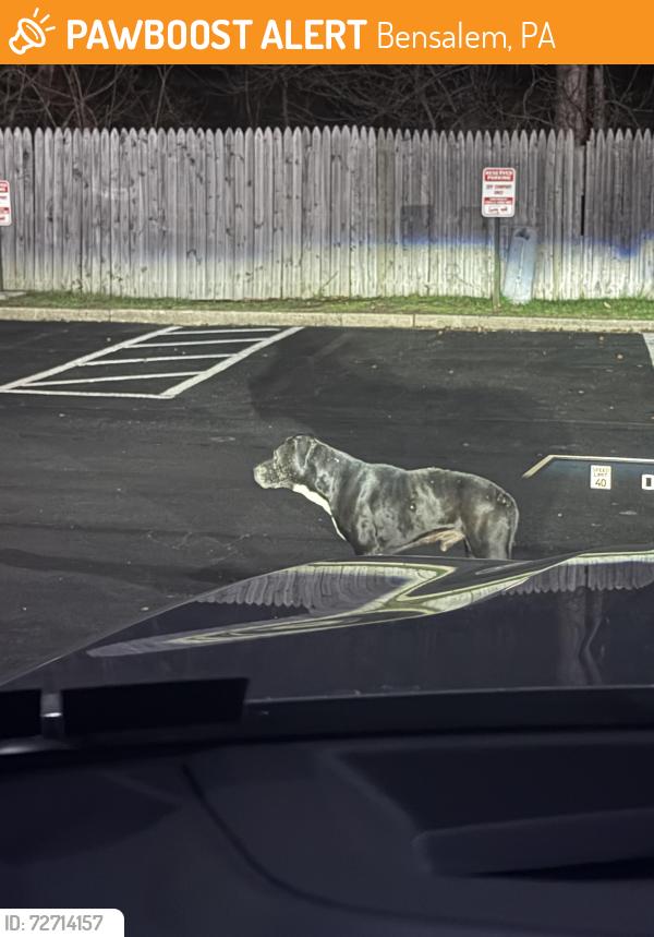 Found/Stray Male Dog last seen Back of the office buildings, Bensalem, PA 19020