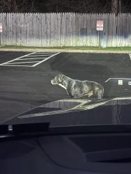 Found/Stray Male Dog last seen Back of the office buildings, Bensalem, PA 19020