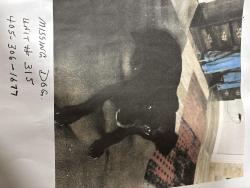Lost Female Dog last seen Hefner & Stratford Drive, Oklahoma City, OK 73120