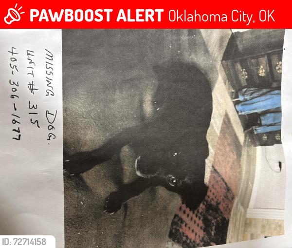 Lost Female Dog last seen Hefner & Stratford Drive, Oklahoma City, OK 73120