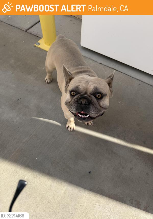 Found/Stray Male Dog last seen 70th street east between Ave R and Palmdale blvd, Palmdale, CA 93552