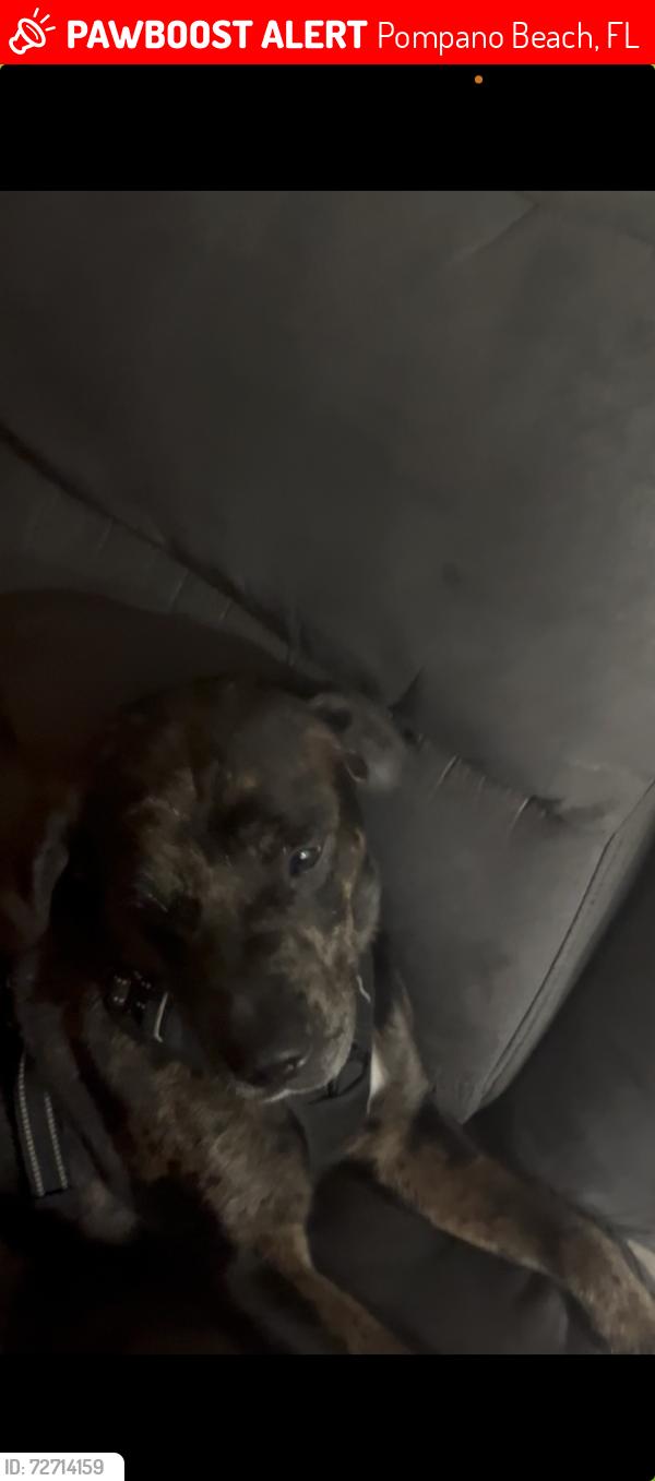 Lost Male Dog last seen NW 8th St, Pompano Beach, FL 33069