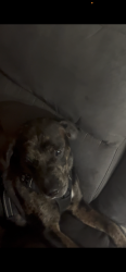 Lost Male Dog last seen NW 8th St, Pompano Beach, FL 33069