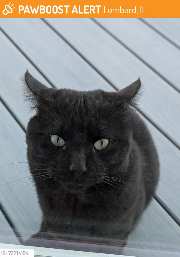 Found/Stray Male Cat last seen Elizabeth and Maple Street in Lombard , Lombard, IL 60148