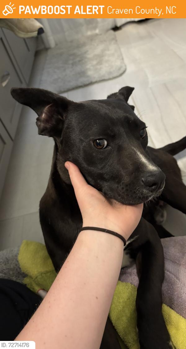 Found/Stray Male Dog last seen Tuscarora Exit, Craven County, NC 28532