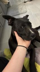 Found/Stray Male Dog last seen Tuscarora Exit, Craven County, NC 28532