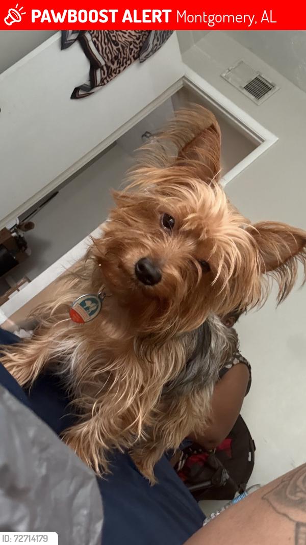 Lost Male Dog last seen Atlanta hwy near haverty , Montgomery, AL 36117