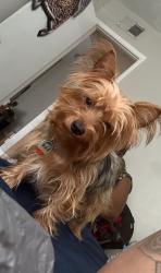 Lost Male Dog last seen Atlanta hwy near haverty , Montgomery, AL 36117