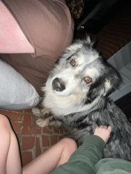 Found/Stray Unknown Dog last seen ricky lynns, Beulaville, NC 28518