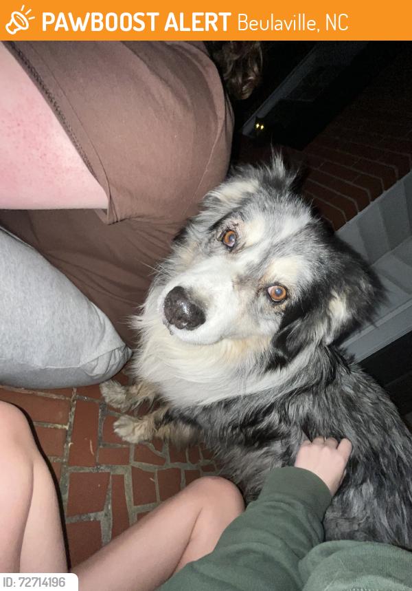 Found/Stray Unknown Dog last seen ricky lynns, Beulaville, NC 28518