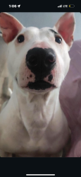 Lost Female Dog last seen calle huetzin , Tijuana, B.C. 22117