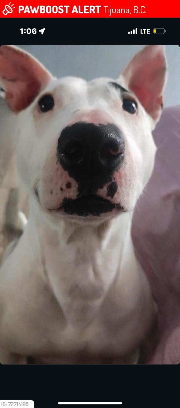 Lost Female Dog last seen calle huetzin , Tijuana, B.C. 22117