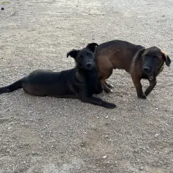 Lost Male Dog last seen Highway 395, Victor St., Mojave Rd., Adelanto, CA 92301