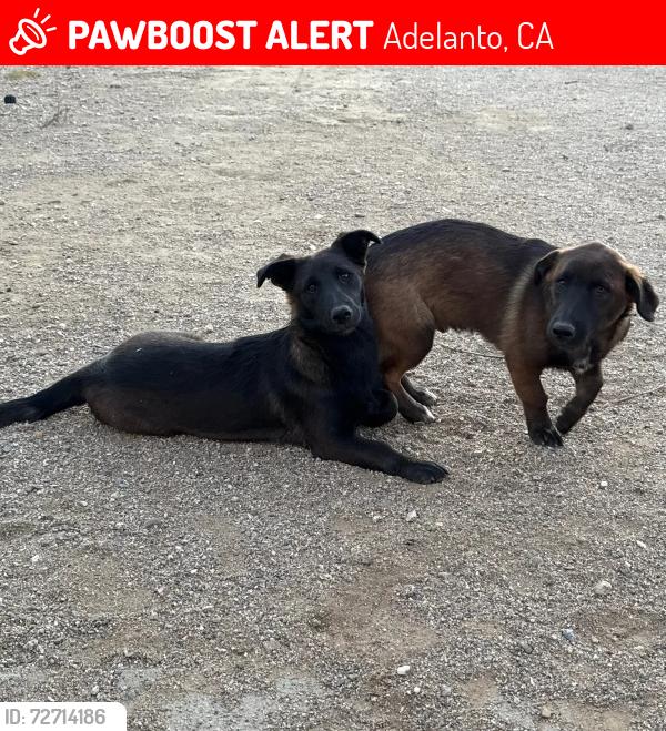 Lost Male Dog last seen Highway 395, Victor St., Mojave Rd., Adelanto, CA 92301