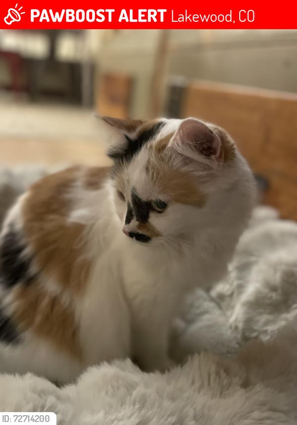 Lost Female Cat last seen Kipling and Sunset Park, Lakewood, CO 80215