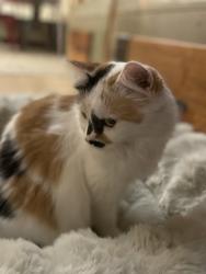Lost Female Cat last seen Kipling and Sunset Park, Lakewood, CO 80215