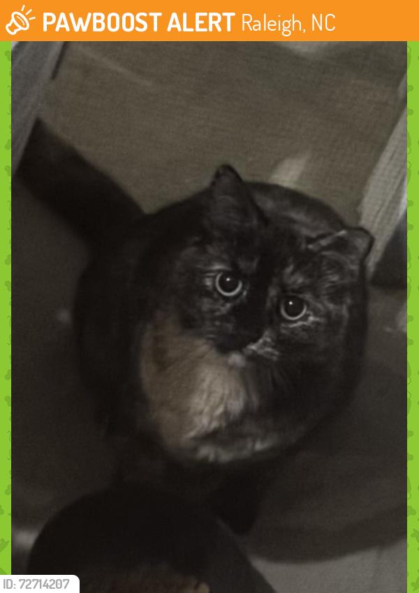 Found/Stray Unknown Cat last seen South Bloodworth and worth street, Raleigh, NC 27601