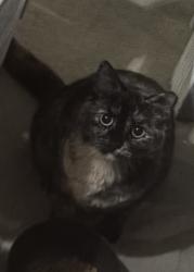 Found/Stray Unknown Cat last seen South Bloodworth and worth street, Raleigh, NC 27601