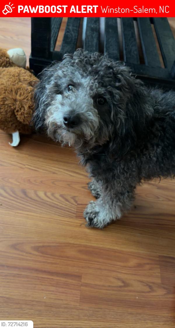 Lost Male Dog last seen Near W sprague street , Winston-Salem, NC 27127