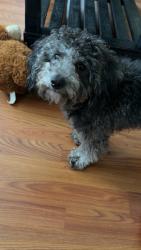 Lost Male Dog last seen Near W sprague street , Winston-Salem, NC 27127