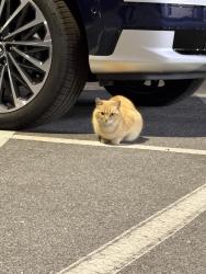 Reunited Unknown Cat last seen At Hyundai electric chargers , Jacksonville, NC 28543