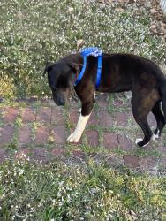 Found/Stray Male Dog last seen Hall street headed towards 270, St. Louis, MO 63147