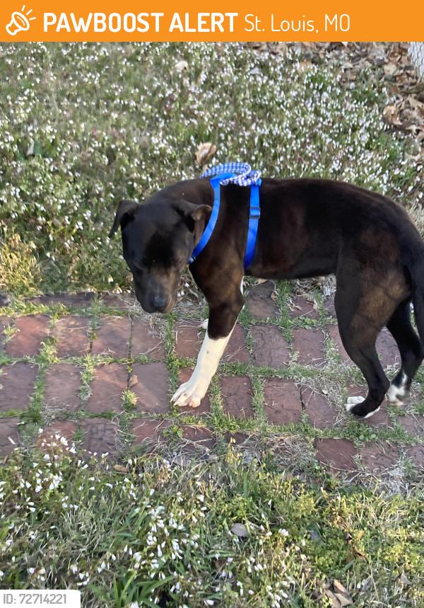 Found/Stray Male Dog last seen Hall street headed towards 270, St. Louis, MO 63147