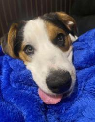 Lost Male Dog last seen Near near whataburger, Bullard, TX 75757