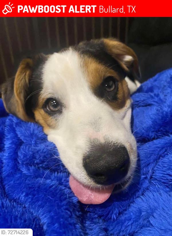 Lost Male Dog last seen Near near whataburger, Bullard, TX 75757