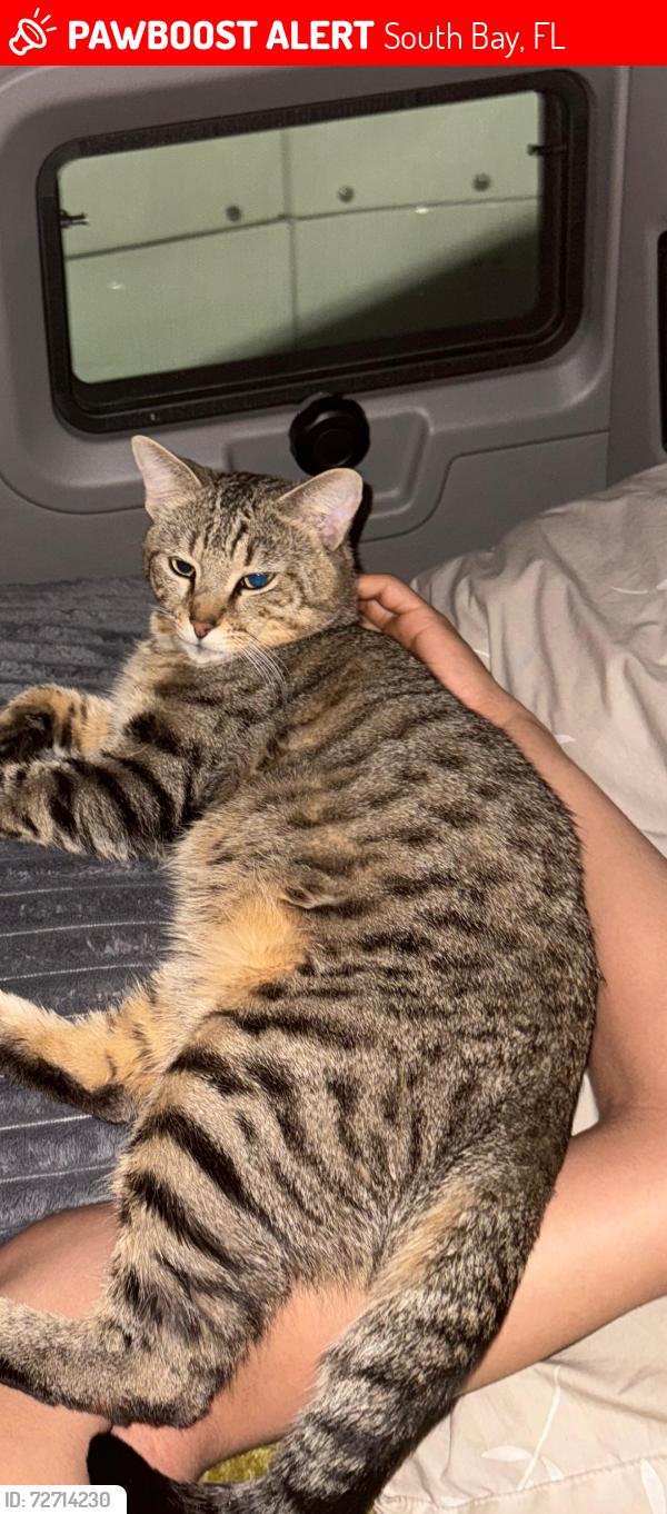 Lost Male Cat last seen Pilot travel center , South Bay, FL 33493