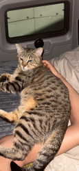 Lost Male Cat last seen Pilot travel center , South Bay, FL 33493