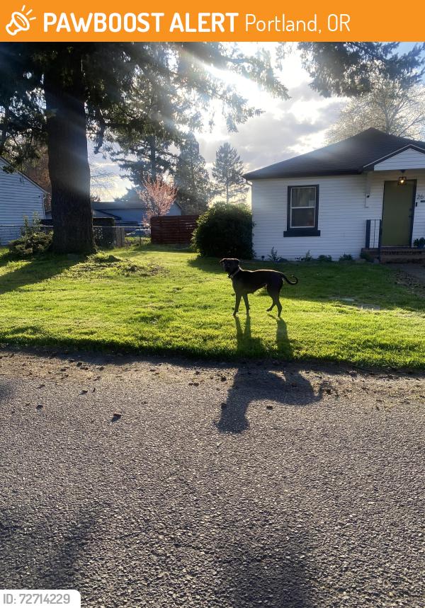 Found/Stray Unknown Dog last seen 157th & Powell, Portland, OR 97233