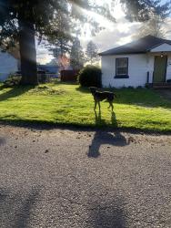 Found/Stray Unknown Dog last seen 157th & Powell, Portland, OR 97233