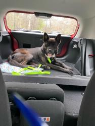Lost Male Dog last seen Colton creek apmts, McDonough, GA 30253