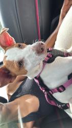 Lost Female Dog last seen steam mill rd, Columbus, GA 31907