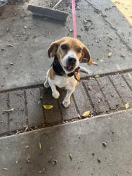 Found/Stray Female Dog last seen Charter oak High School , Charter Oak, CA 91740