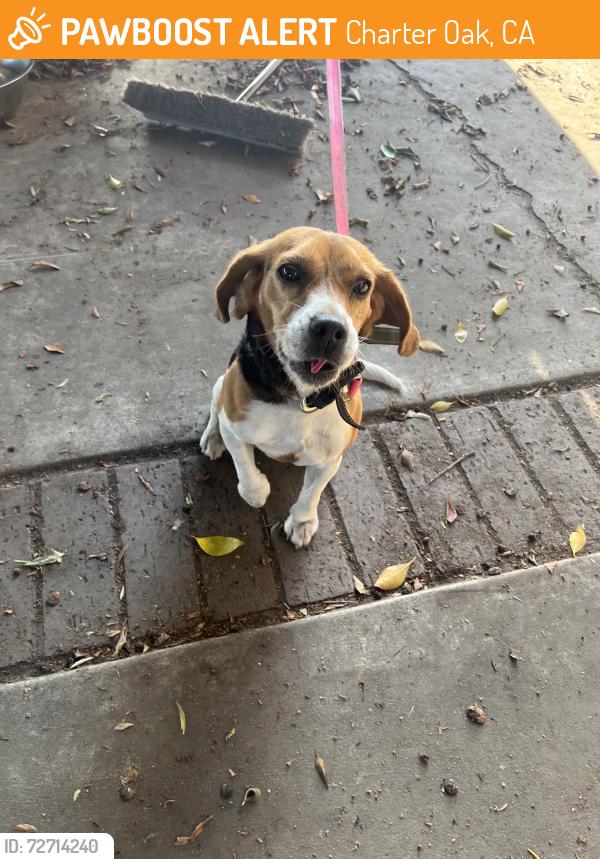 Found/Stray Female Dog last seen Charter oak High School , Charter Oak, CA 91740
