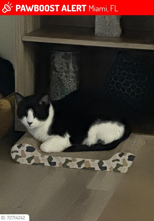 Lost Male Cat last seen Camino real, Miami, FL 33143